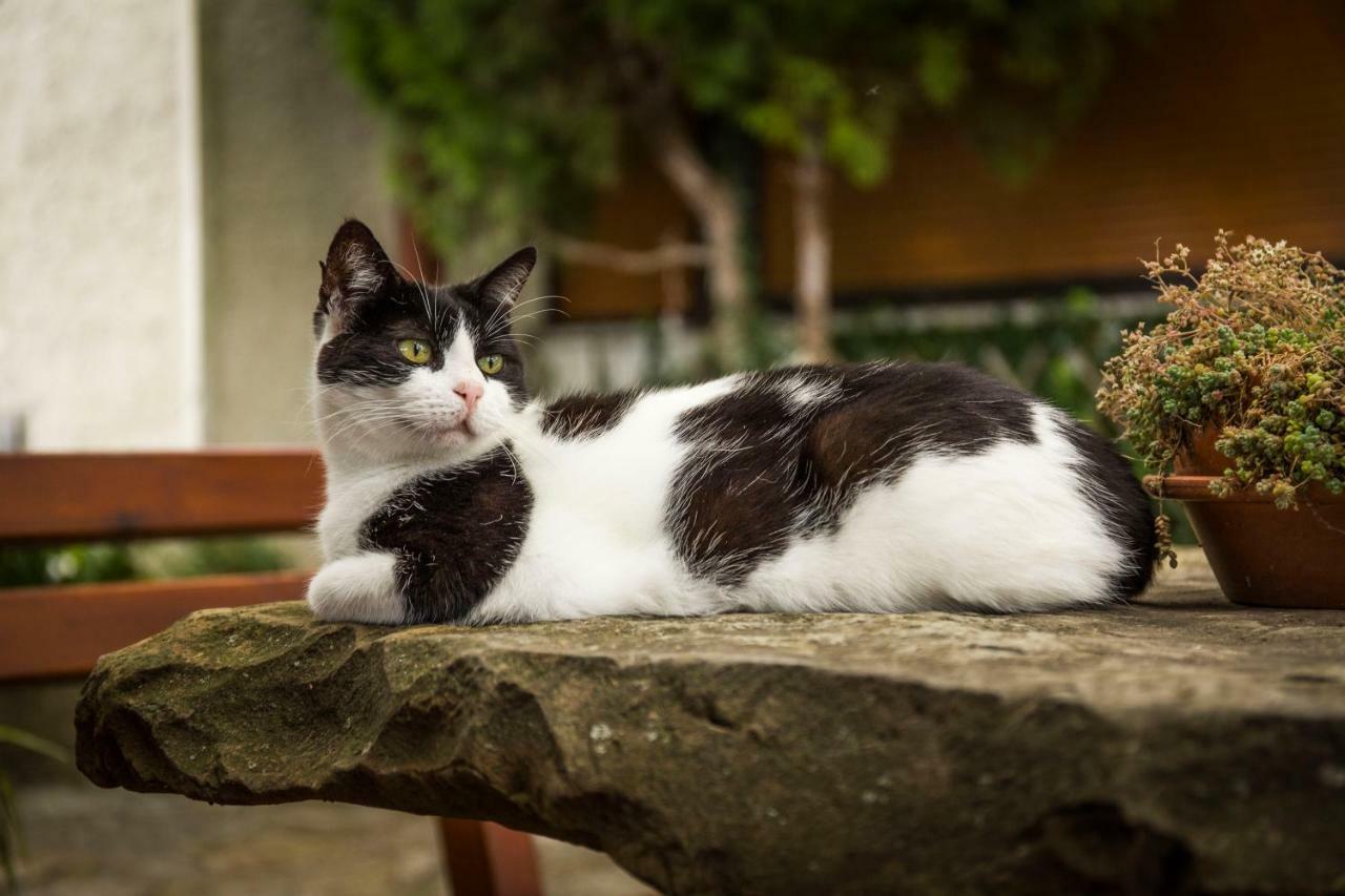 イゾラ Cozy Istrian Houseゲストハウス エクステリア 写真
