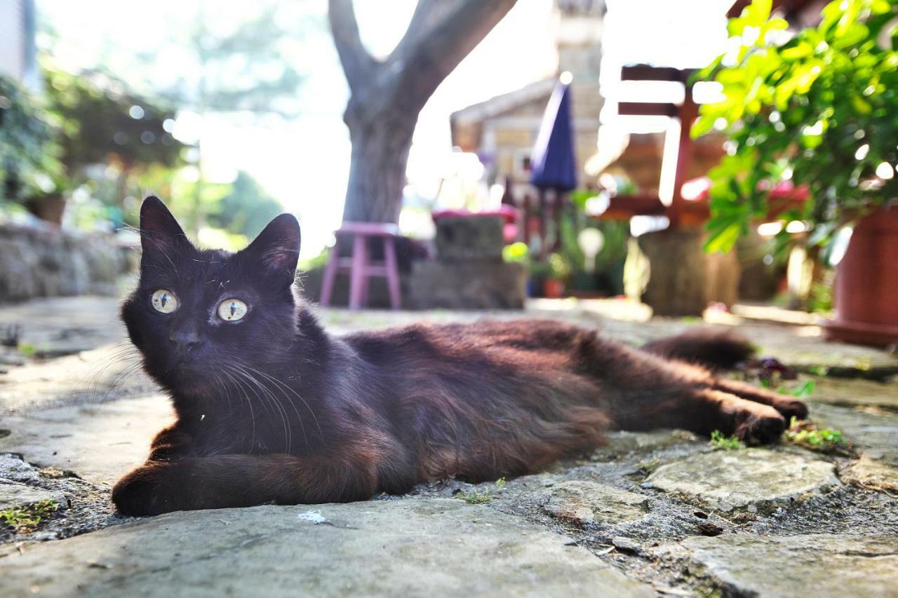 イゾラ Cozy Istrian Houseゲストハウス エクステリア 写真